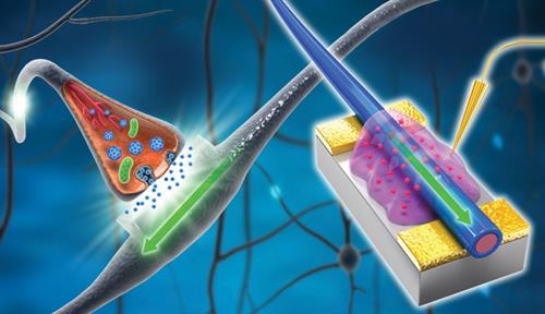 Stylized drawings of a real nerve cell and an electronic version that can also process and store information.