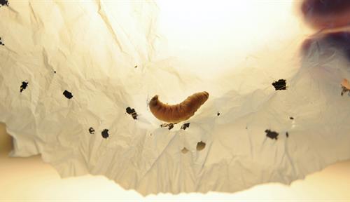 A moth larvae on piece of plastic riddled with holes