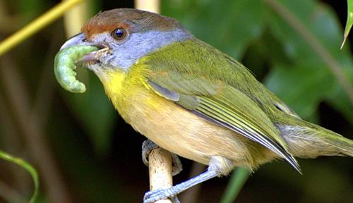 A colorful songbird perched on a branch holds a caterpillar in its beak.