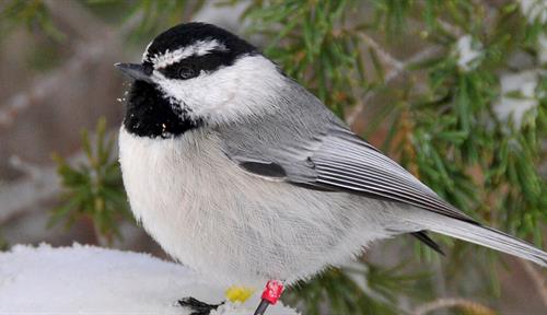 Photo of a mountain chickadee