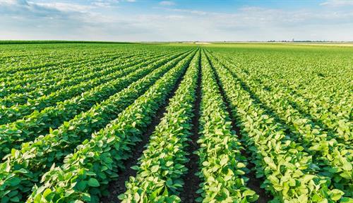 Photograph of a field of ripening soybeans