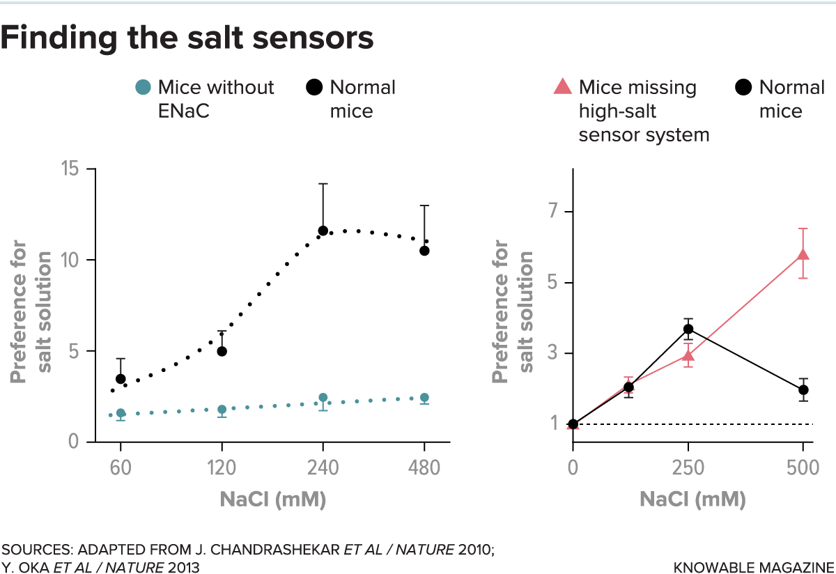 Graphs comparing normal mice to animals missing the systems that sense low or high levels of salt.