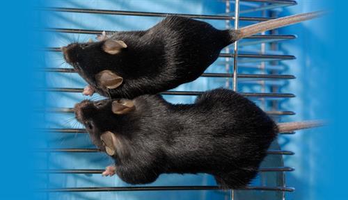 Photograph of two brown mice. One is a lot more bulky than the other.