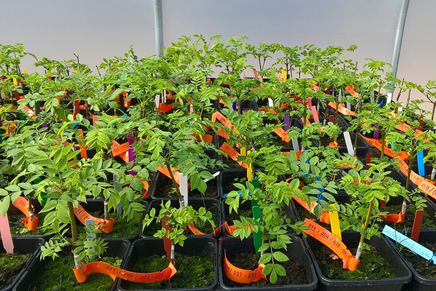 Photograph of little ash trees growing in pots.