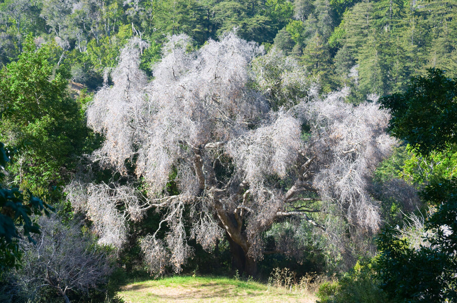 Photograph of a large dead oak tree.