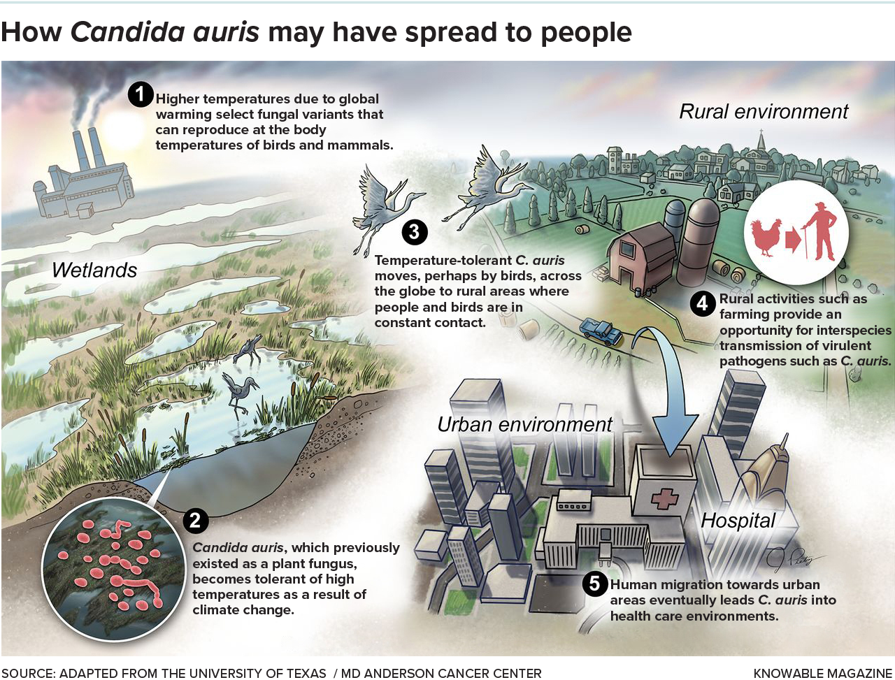 Illustration showing one theory of the emergence of Candida auris as a human pathogen.