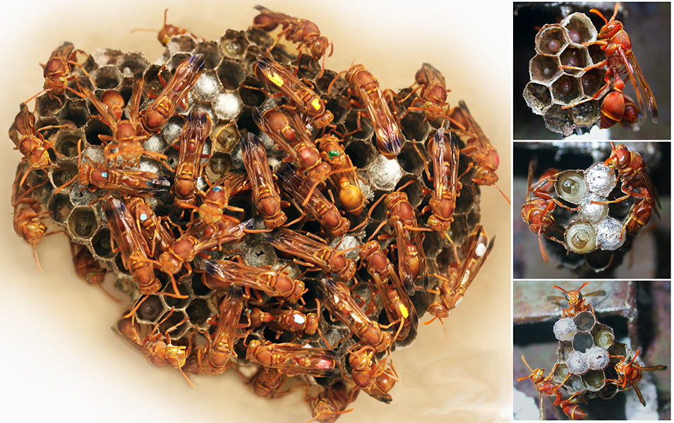 Photograph of paper wasp nests.