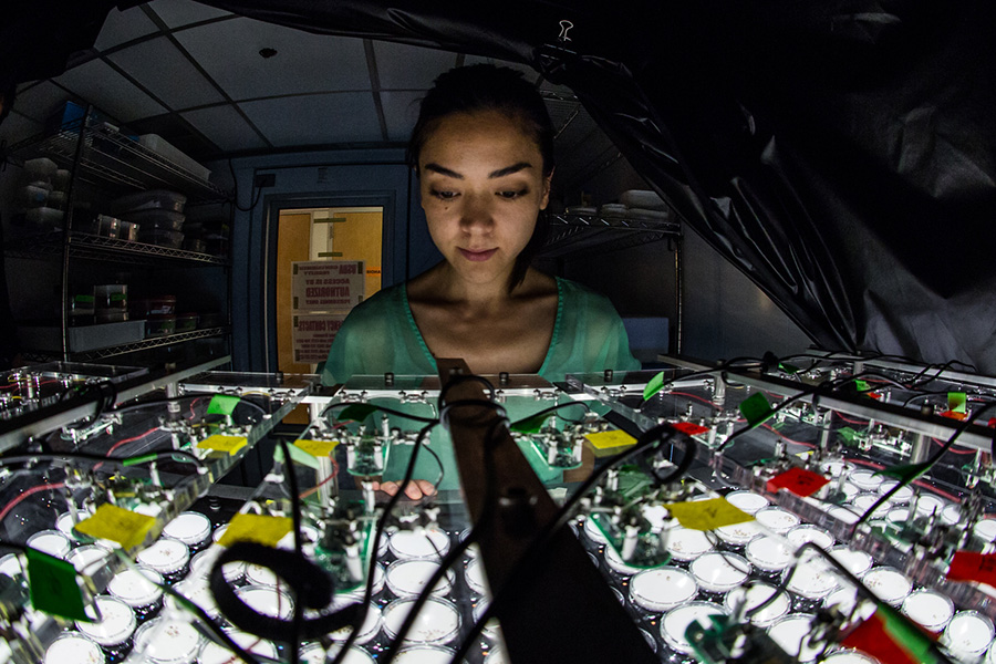 A woman stares at an array of lit-up petri dishes containing ant colonies.