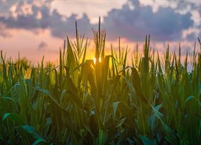 How green are biofuels? Scientists are at loggerheads