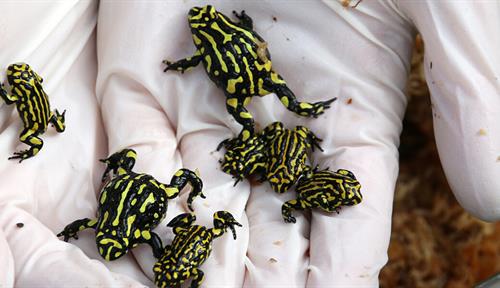 Photograph of cupped, gloved hands holding about half a dozen black- and yellow-patterned frogs.