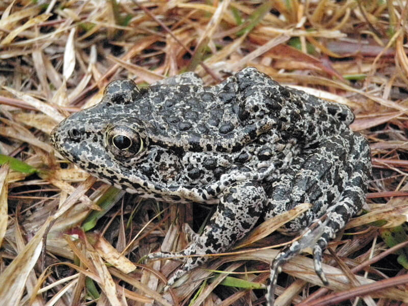 Photograph of a dusky gopher frog