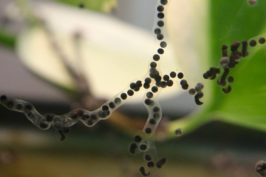 Photograph of a string of toad eggs floating in water.