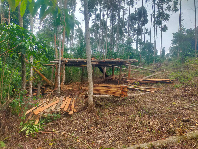 Photograph of tall-trunked trees towering above a small wood building and piles of lumber.