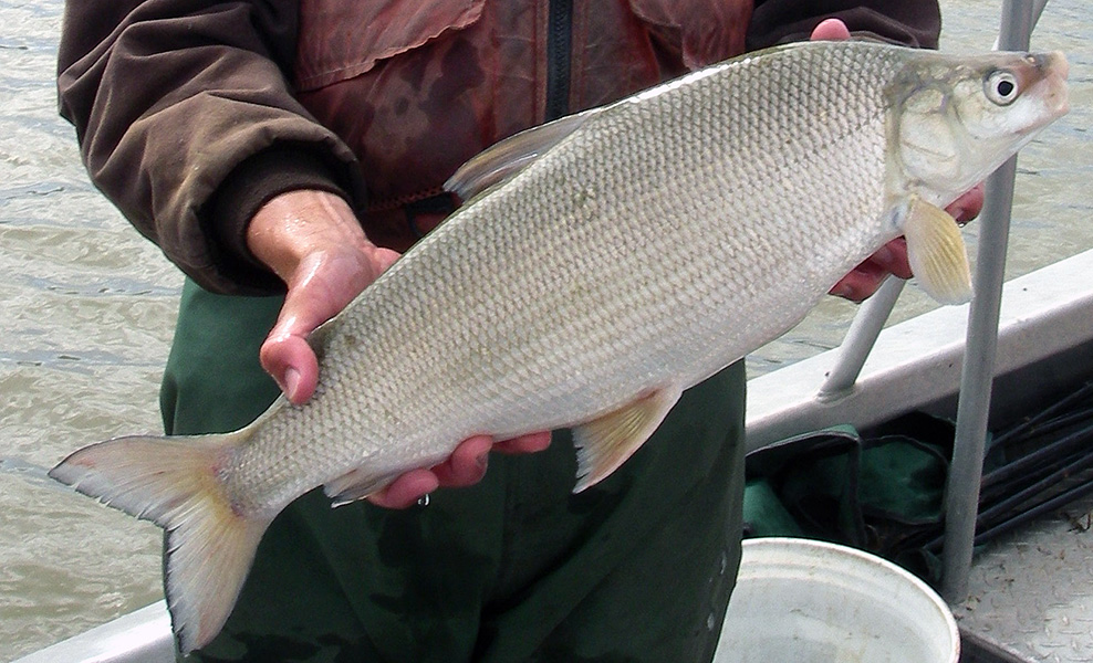 Photograph of a person holding a large fish.