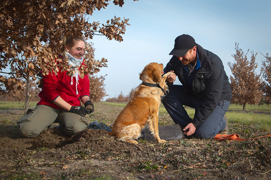 On the left, a woman is sitting on the ground. She is wearing a red blouse and khaki pants and holds a truffle in her hands. On the right, a man dressed in black is crouching in front of a white dog with orange spots. In the background, a field with trees under a blue sky.