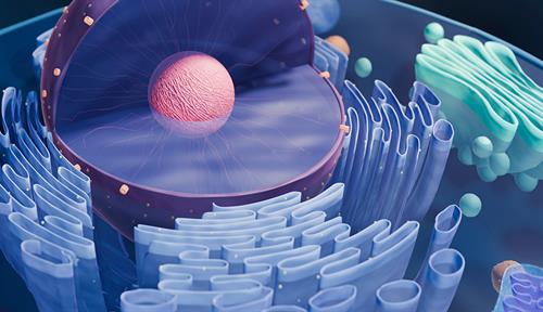 Conceptual illustration of a sliced-open eukaryotic cell that shows all its inner membrane structures.