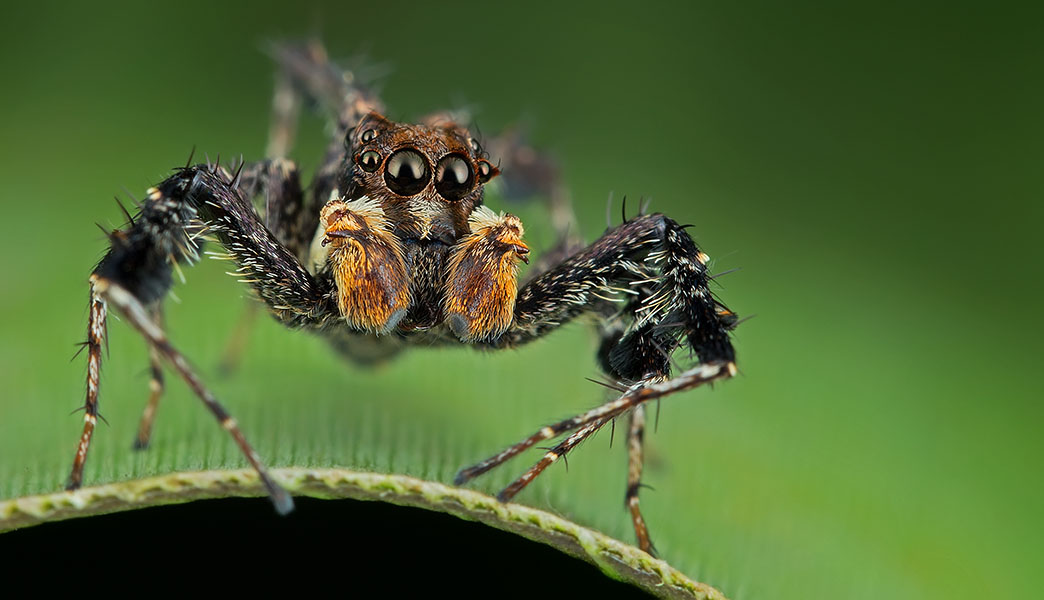 Photo shows a Portia fimbriata standing on a green background, looking with its many eyes toward the camera.