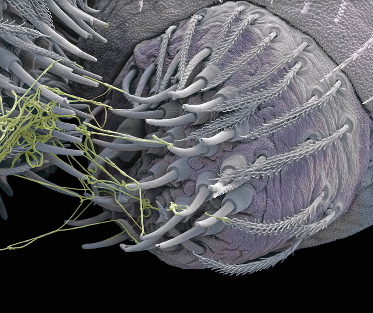 Scanning electron micrograph of spider spinneret producing silk.