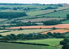 What the world can learn from Britain’s humble hedge