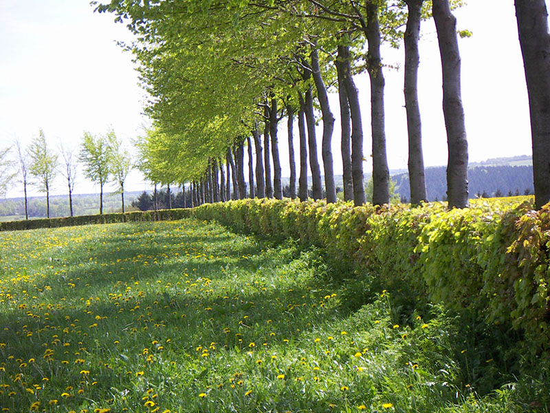 Short green shrubs and narrow trees outline an overgrown, grassy field.