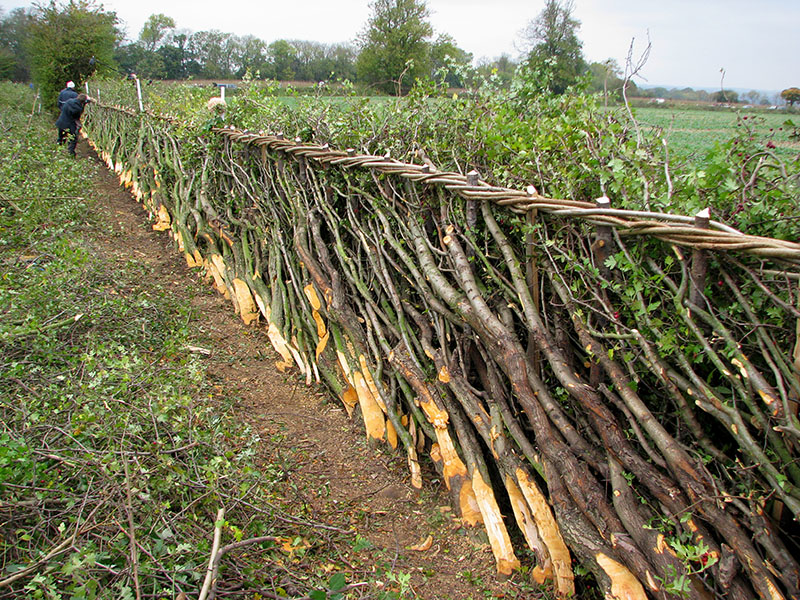 A row of intertwined and angled shrub stumps line a dirt path, the green leaves of the plant lie to the left of the path. In the background stand two people dressed in blue.