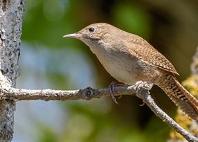 City birds are changing their tune