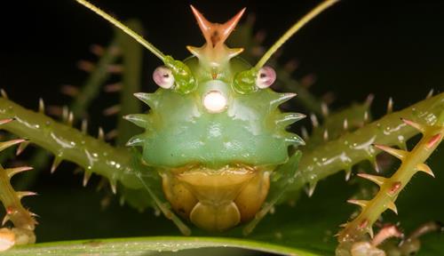 Photograph of the spiny devil katydid (Panacanthus cuspidatus). When darkness falls in the forests of the Upper Amazon Basin, the males begin to sing. Their high-pitched, whistle-like song travels to the canopy to reach the ears of listening females. The left ear with its two eardrums is visible just below the creature’s left “knee.”