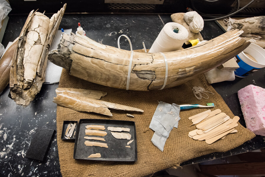 Tusk fossil on a desk, held together by straps.