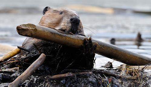 Photo of a beaver bringing a new stick to its dam.