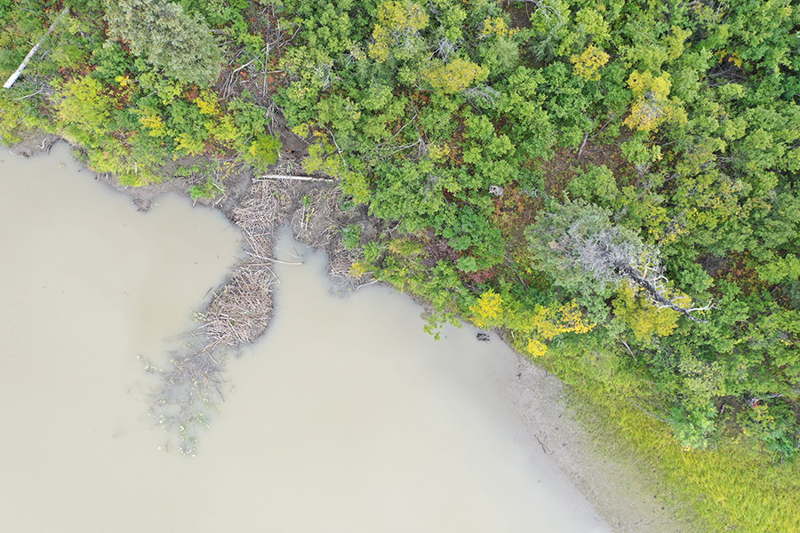 Photo of a beaver lodge.