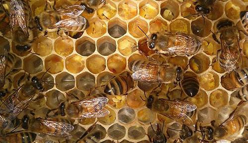 Bees in a hive.