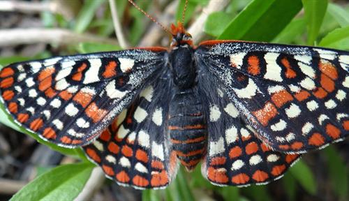 Photograph of a butterfly perched on a plant. Its wings are spread wide, showing off a checkered pattern in white, black and orange.