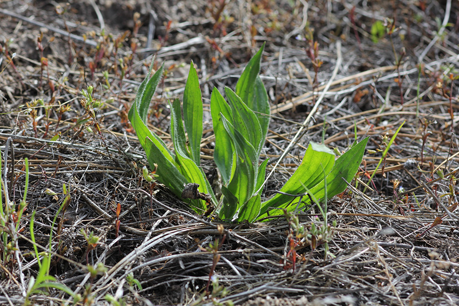 Photograph of the English plantain.