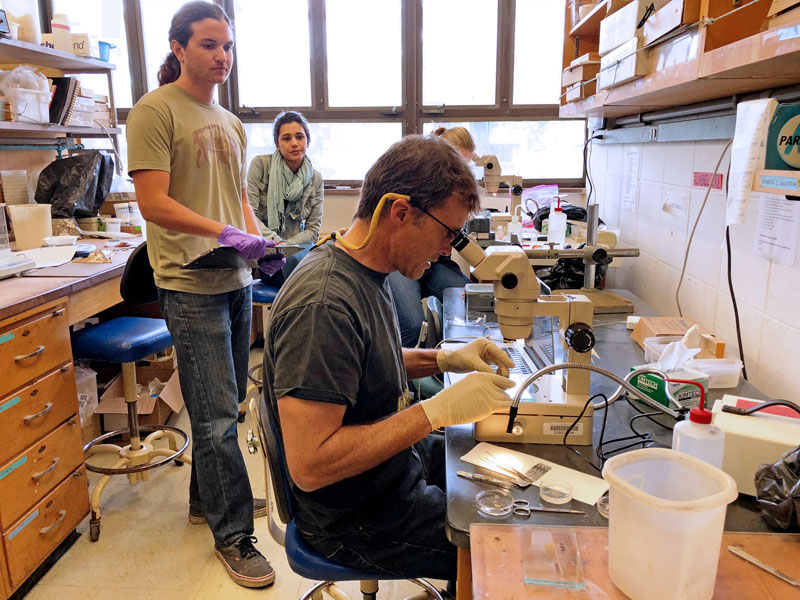 In the UCSB lab, Lafferty examines a slide of a parasitic copepod found in the gills of a horn shark. The copepod had its own parasitic worm attached to an egg sac. “That’s beautiful,” Lafferty says, complimenting PhD student Dana Morton, who found the parasites and prepared the slide. “There are not a lot of illustrations of parasites on parasites.” Technician Ronny Young and PhD student Marisa Morse look on from the background.