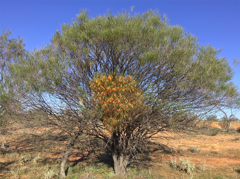 Photograph of a tree with a yellow-flowered mistletoe in it.