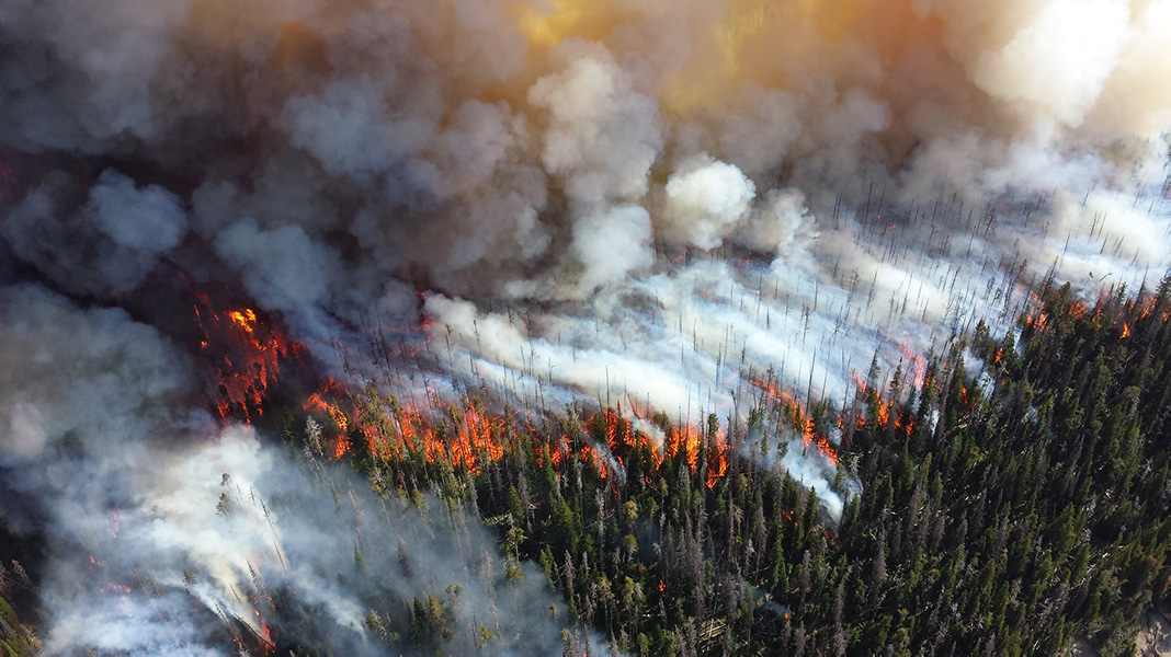 Photo of flames racing through the canopy of a forest