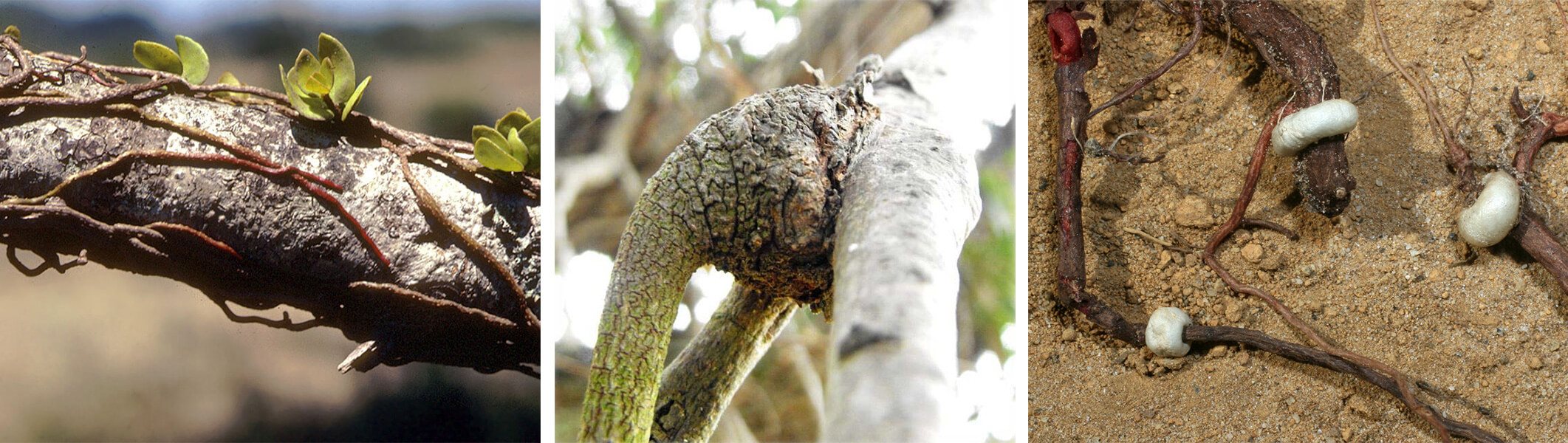 Three photos. The first shows a mistletoe with green oval leaves whose vine-like runners grow along a section of branch. The second is a close-up of a branch with an enlarged, knobby base growing off a host branch. The third shows three thick, white rings growing around three different slender roots.