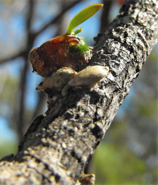 Photo of a section of a woody thick branch. On it sits an oval, brown seed with a little leaf growing out of it.