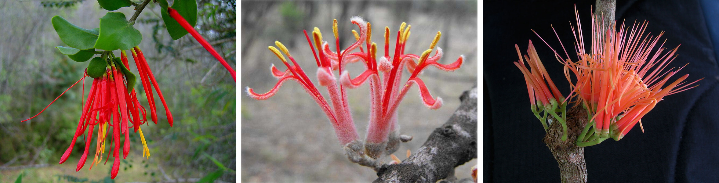 Three photos of mistletoe flowers. The first has slender, drooping, bright red flowers; the second has upright pink flowers with petals covered in fine white hair; the third has upright coral-pink flowers with several long, thin projections.