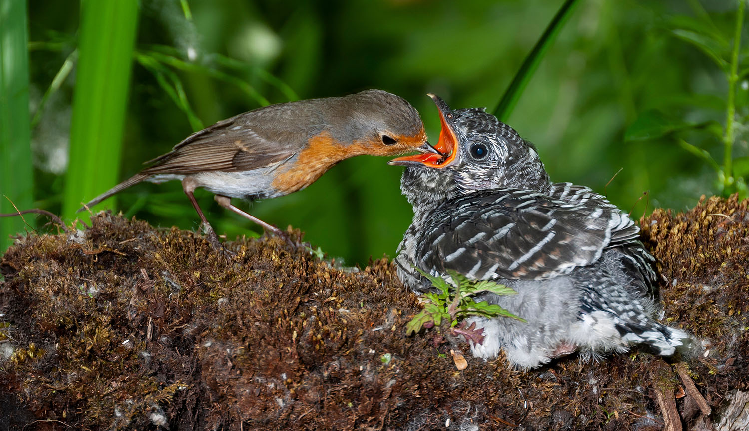 A European robin feeds a much larger common cuckoo in a nest.