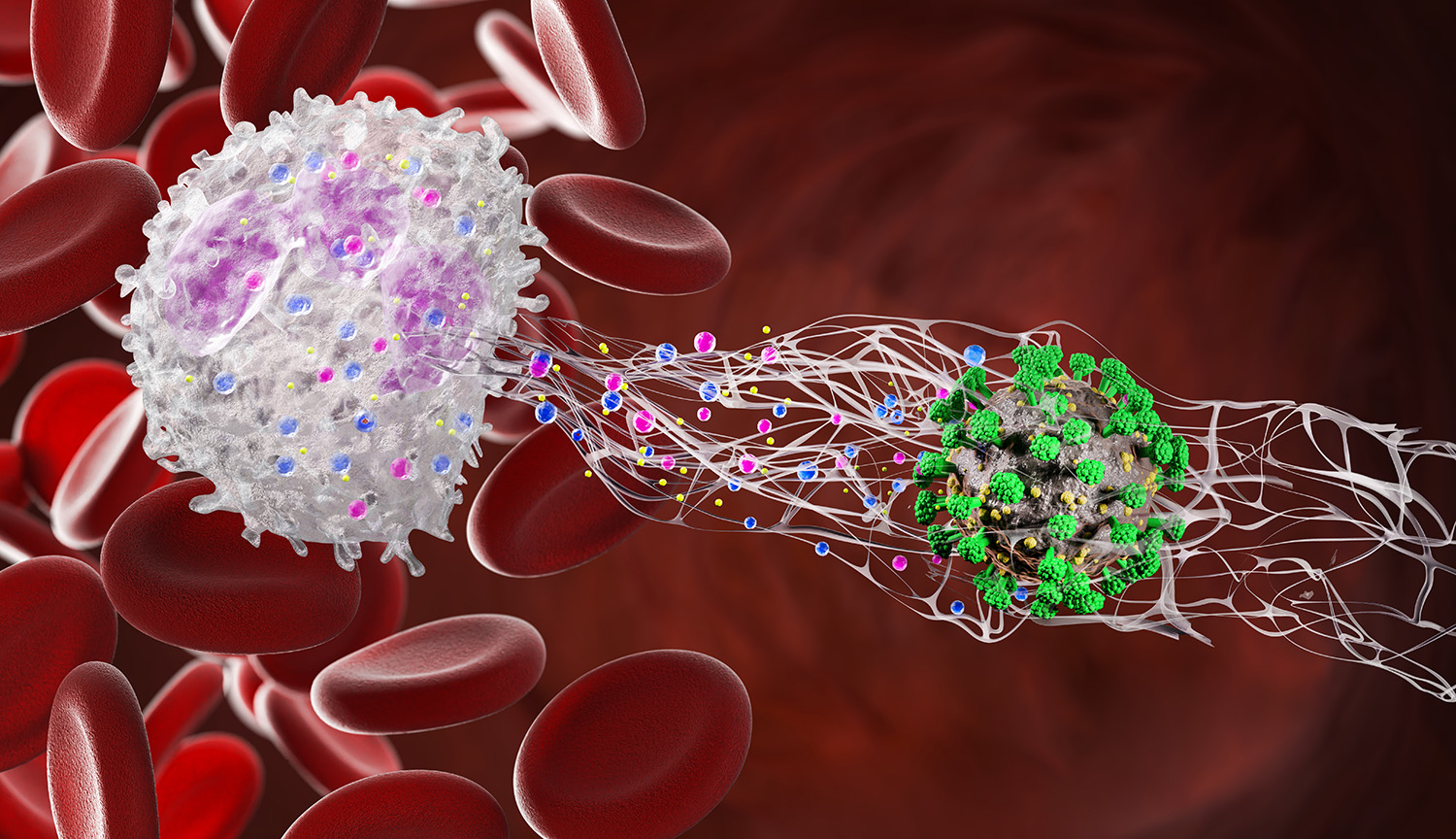 A computer drawing in which a white blood cell spits its stringy DNA at a virus.