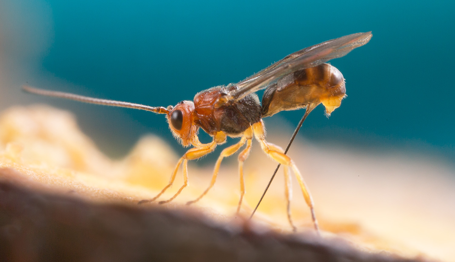 Photo of a brown wasp with narrow, ruby red eyes and long antenna leaned over sticking a long stinger into the surface beneath it. 