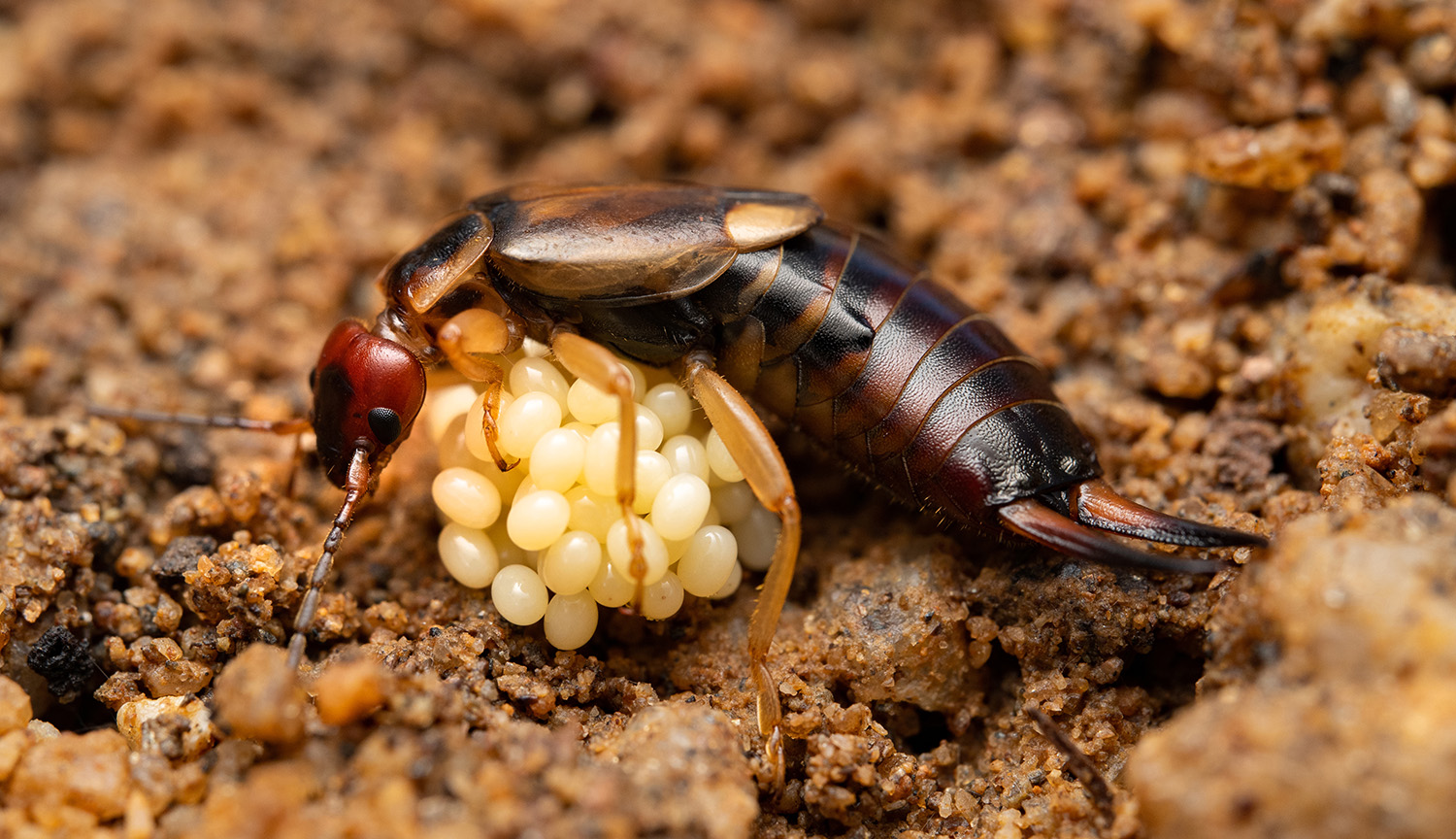 Photograph of a female earwig carefully grooming a cluster of pale eggs.