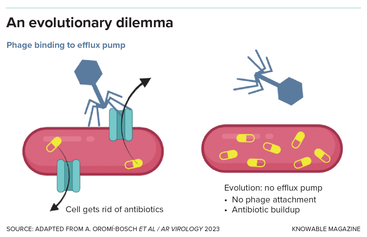 Diagram showing how bacteriophages can prevent antibiotic resistance in bacteria.