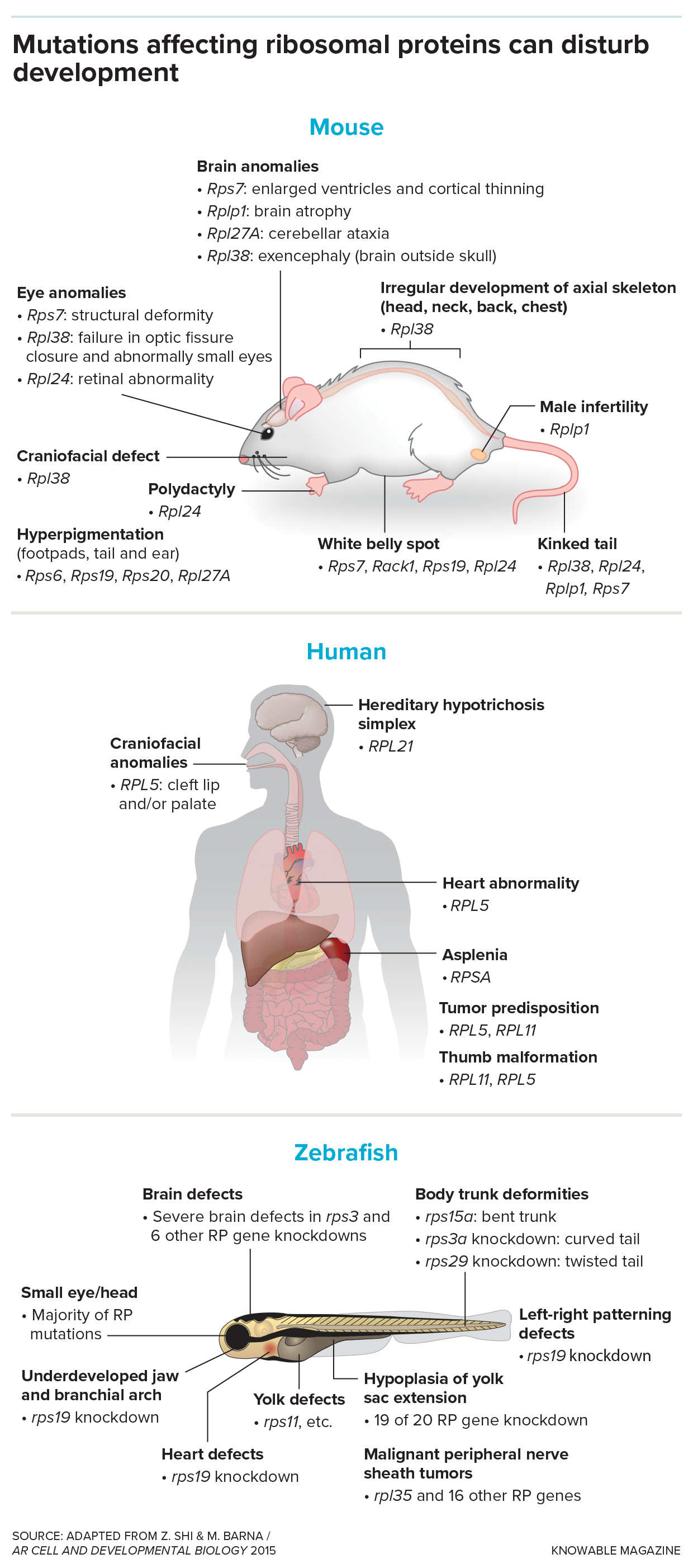 A large graphic shows the image of a mouse, human and zebrafish. For each, it lists abnormalities that can occur when genes for certain ribosomal proteins malfunction. In mice, for example, mutations can cause polydactyly, craniofacial defects, belly spots, kinked tails, eye abnormalities and more. Human ribosomal mutations can cause craniofacial defects, heart abnormalities, thumb malformation and absent spleen. Similar problems are seen in the fish.