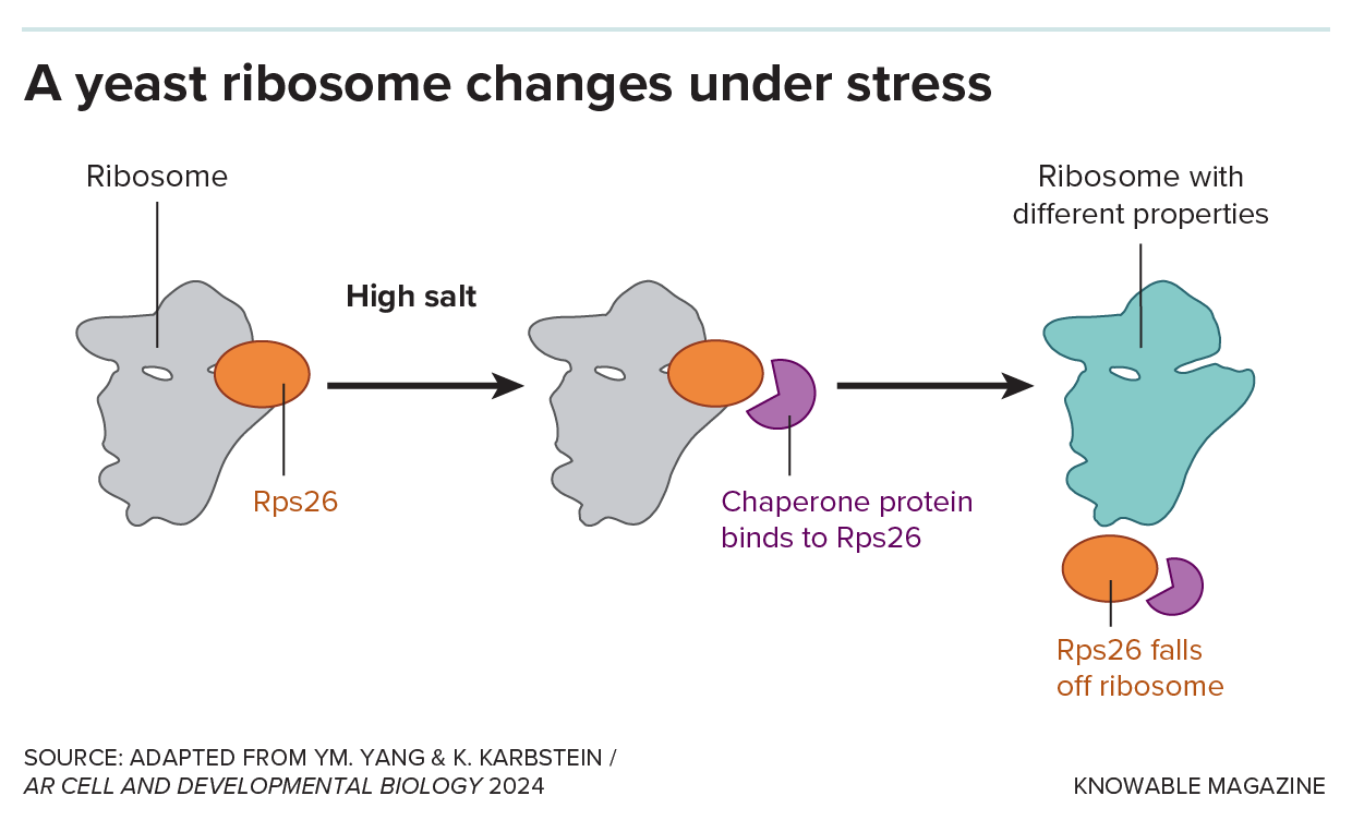 Graphic shows a ribosome losing a protein under high salt conditions.