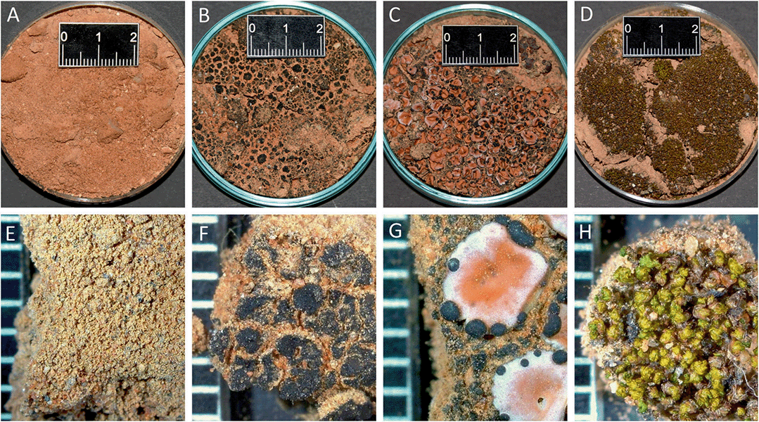 Four photos show bare soil and three different biocrusts, plus a closeup view of each.