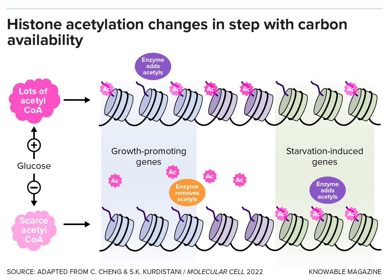 Graphic shows a model for how acetyl groups get redistributed in times of plenty and scarcity in a cell.