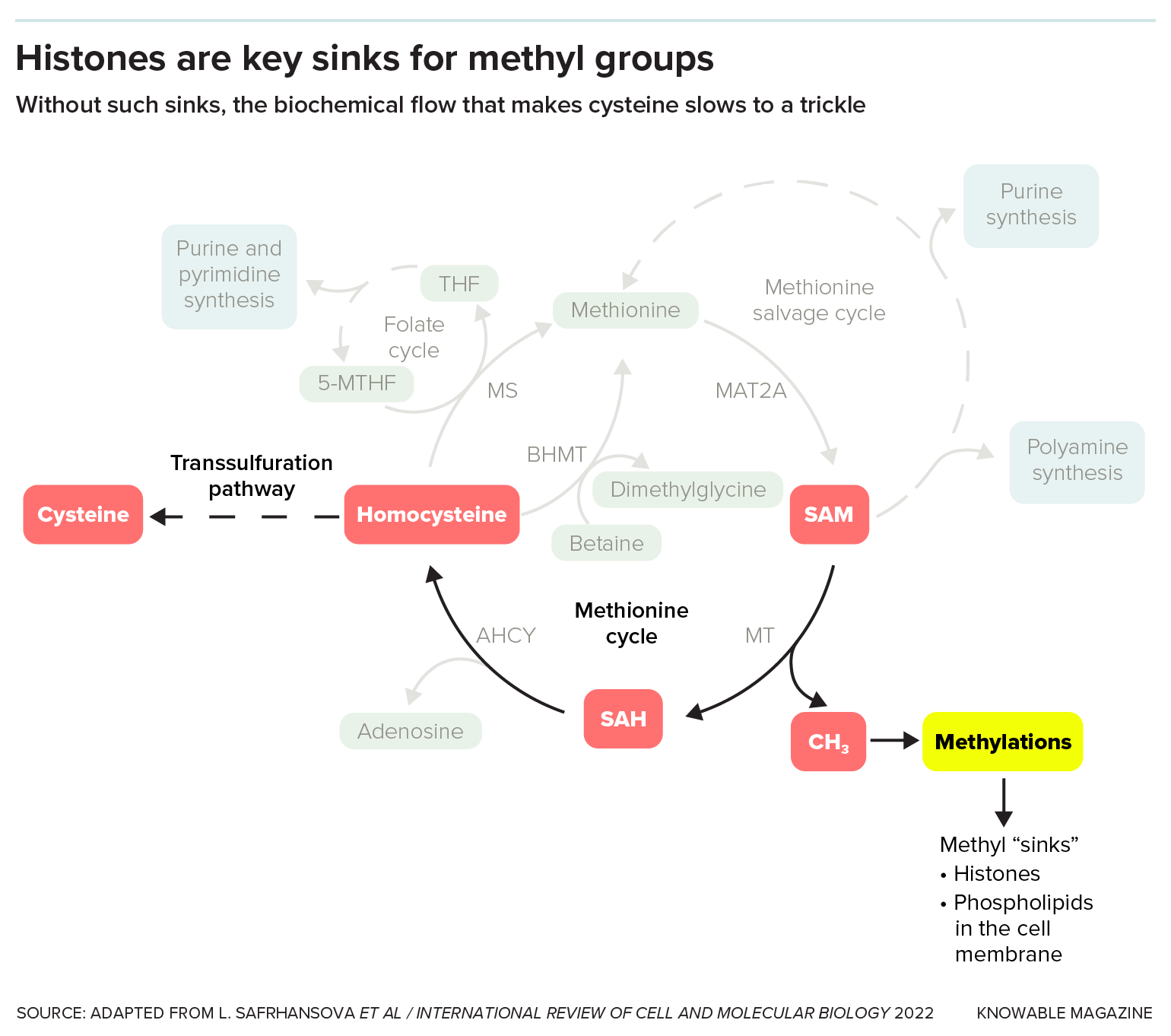 A biochemical pathway shows biochemistry that gives rise to the amino acid cysteine. It highlights the section of the pathway in which SAM loses a methyl group, becoming SAH, and goes on to form cysteine. The methyl sinks are histones or phospholipids in the cell membrane.