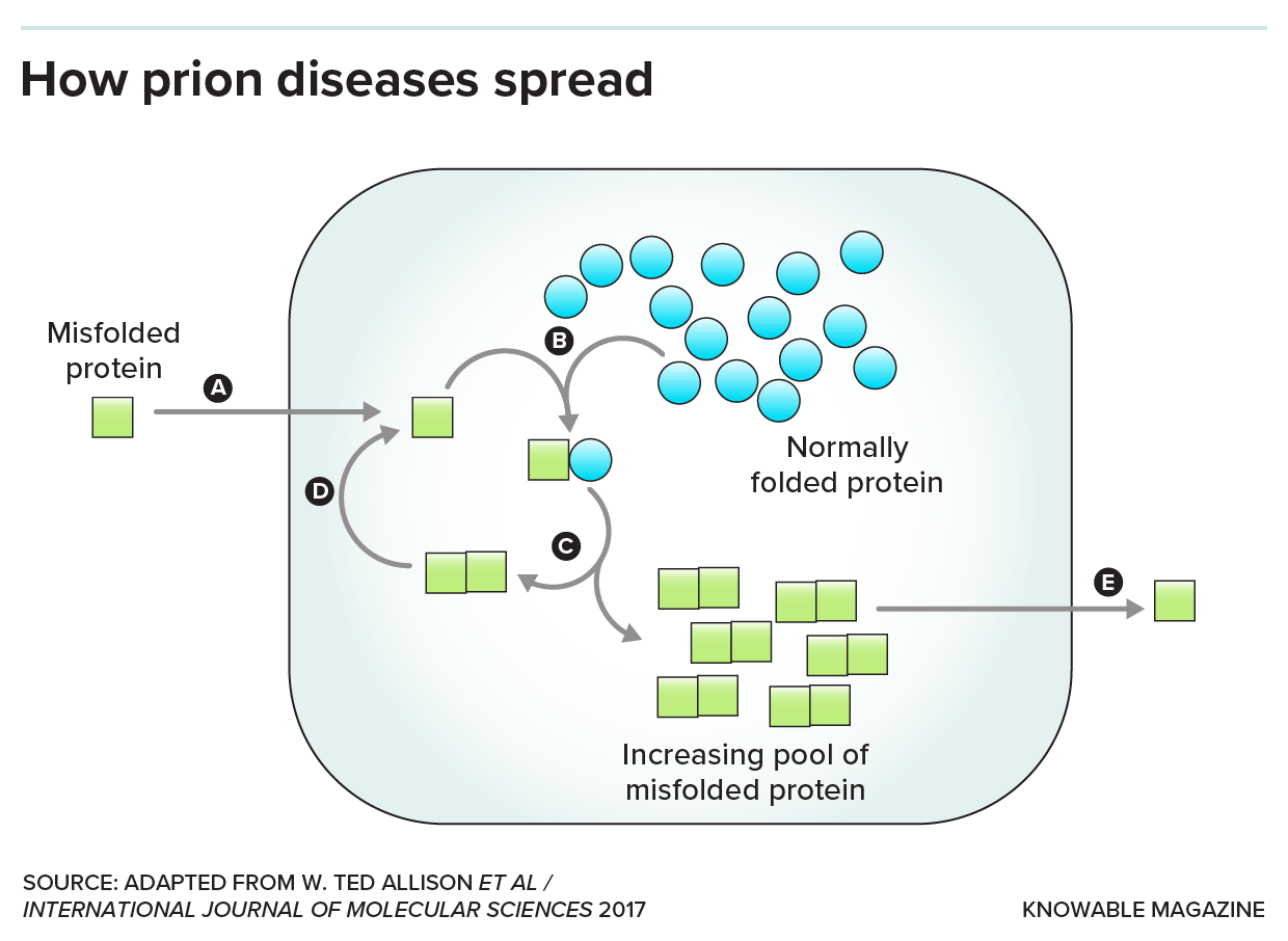 Schematic showing how misfolded prion proteins induce normal prion proteins to misfold as well.